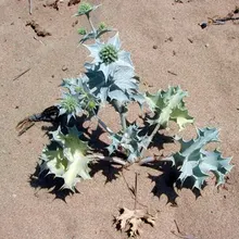 Stranddistel