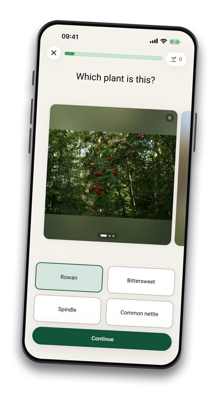 A Plantneus quiz question: one photograph and four plant names to choose between